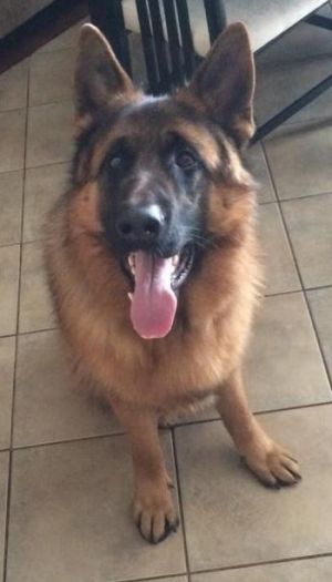 . FOSTER OR FOREVER HOME REQUIRED : Rocky .