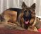. FOSTER OR FOREVER HOME REQUIRED : Rocky .