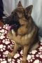. FOSTER OR FOREVER HOME REQUIRED : Rocky .