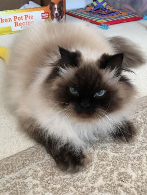 . Sundae (bonded with Sampson) .