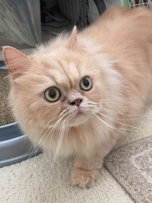 . Sampson (bonded with Sundae) .