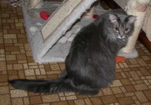 . 9 cats for adoption CP:Patrick .
