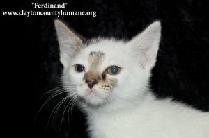 . Ferdinand .