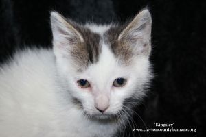 . Kingsley .