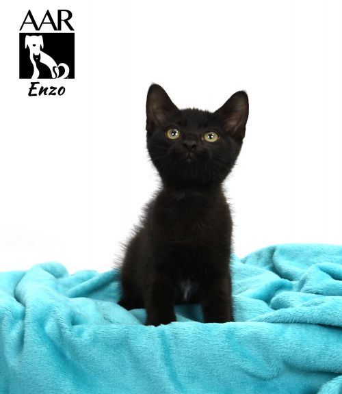 . Enzo .