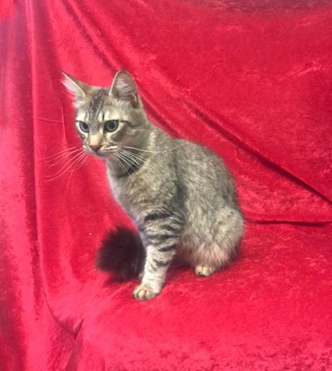 . Tawny .