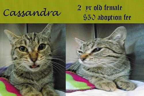 . Cassandra .