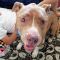 . Bruno- Forever Foster! .