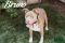 . Bruno- Forever Foster! .