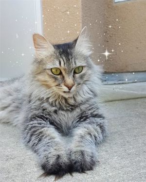 . Pixie .