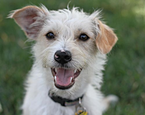 . Dusty - Low shedding! Seeking doggie playmate! Watch my video! .