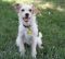 . Dusty - Low shedding! Seeking doggie playmate! Watch my video! .