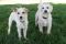 . Dusty - Low shedding! Seeking doggie playmate! Watch my video! .