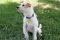 . Dusty - Low shedding! Seeking doggie playmate! Watch my video! .