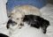 . Dusty - Low shedding! Seeking doggie playmate! Watch my video! .
