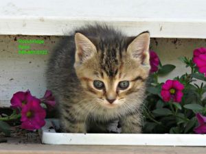 . Maggie .