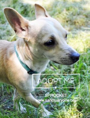 . Sprocket .
