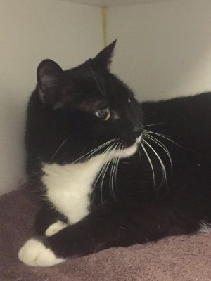 . Cornell-I have the softest fur! .