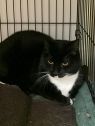 . Cornell-I have the softest fur! .