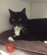 . Cornell-I have the softest fur! .