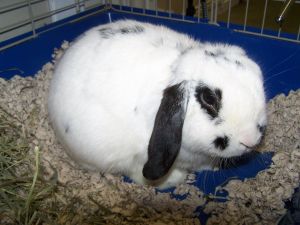 . Pongo-Meet me at PetSmart Manchester! .