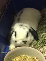 . Pongo-Meet me at PetSmart Manchester! .