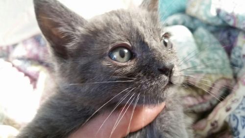 . Alastair (bonded to Niles) .