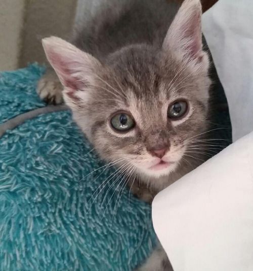 . Niles (bonded to Alastair) .