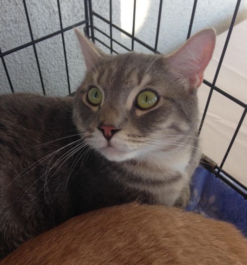 . Prince (bonded to Bella) .