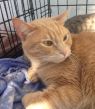 . Bella (bonded to Prince) .