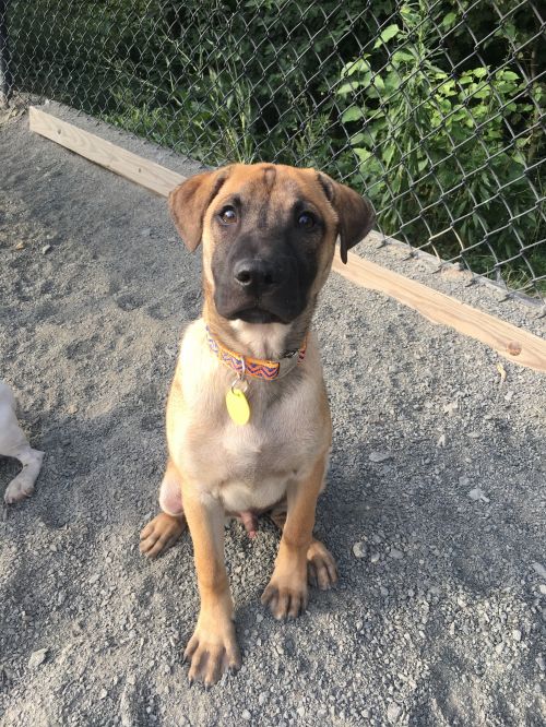 . PR Puppy: Stuart .