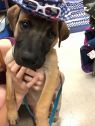 . PR Puppy: Stuart .