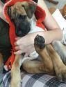 . PR Puppy: Stuart .