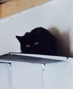 . Barn Cat-Emmit .