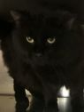 . Linus-