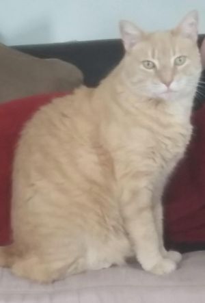. Simba .