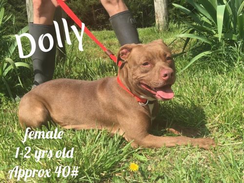 . Dolly Madison .