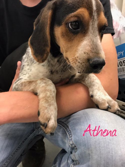 . Olympians: Athena .