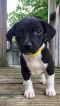 . Doremus McSnoop .