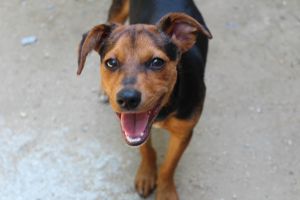 . Angus in NH Partially Sponsored Adoption Fee! .