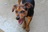 . Angus in NH Partially Sponsored Adoption Fee! .