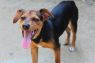 . Angus in NH Partially Sponsored Adoption Fee! .