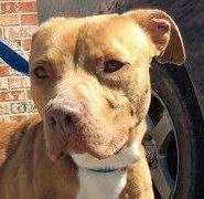 . Dozer .
