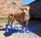 . Dozer .