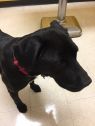Jack A033597