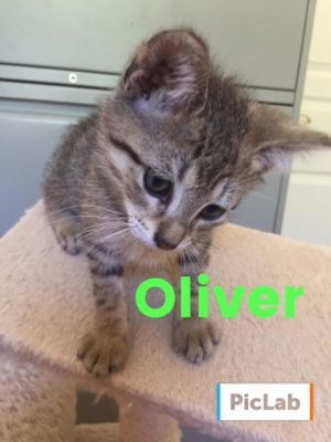 . Oliver .