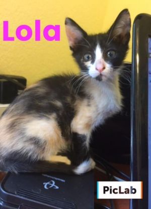 . Lola .