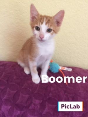 . Boomer .