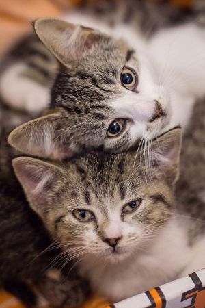 . Our names are Kanna (top) and Theodore (bottom) .