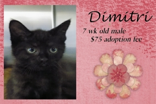 . Dimitri .